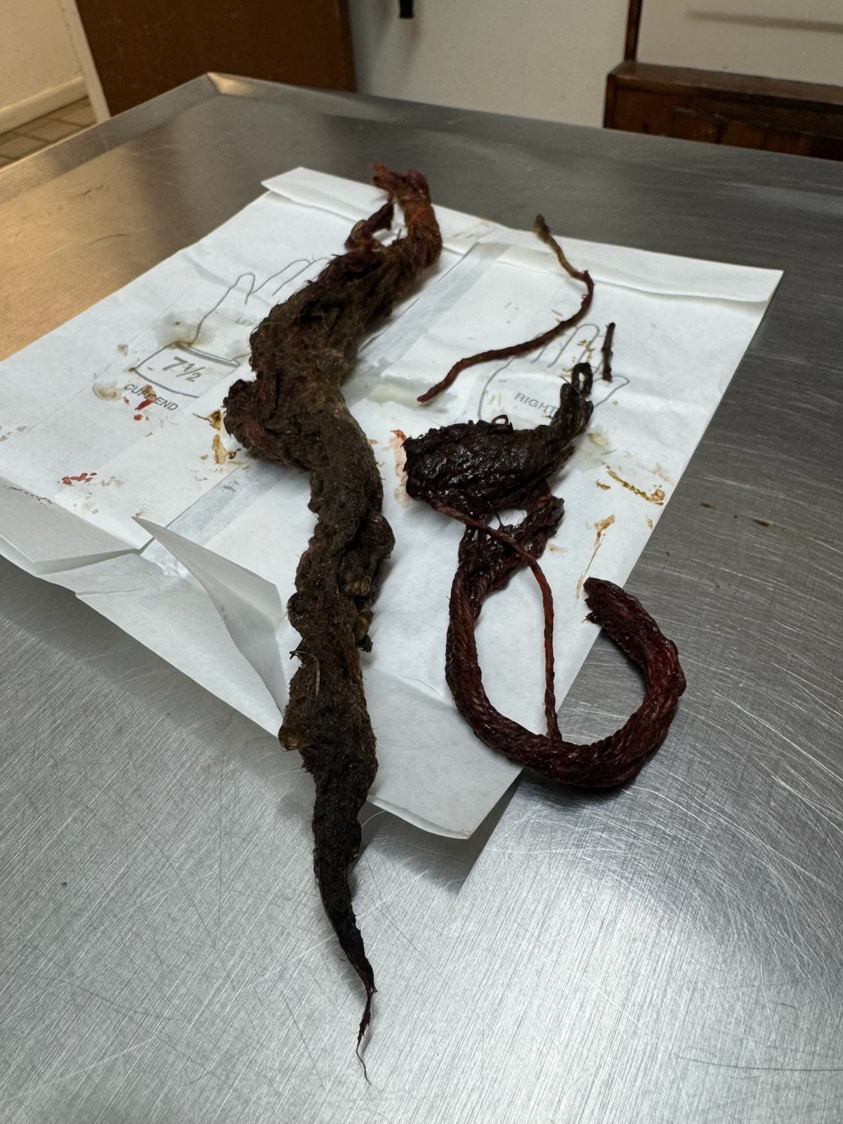 When Does Vomiting in Dogs Become an Emergency?