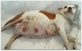 When Should a Pregnant Dog Have an X-Ray?