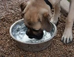 Why Is My Dog Drinking So Much Water? 