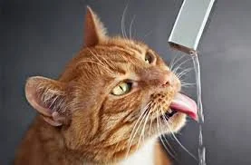 Why Is My Cat Drinking So Much Water? Common Causes and When to Worry