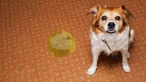 Why Is My Dog Having Diarrhea? Common Causes and When to Worry