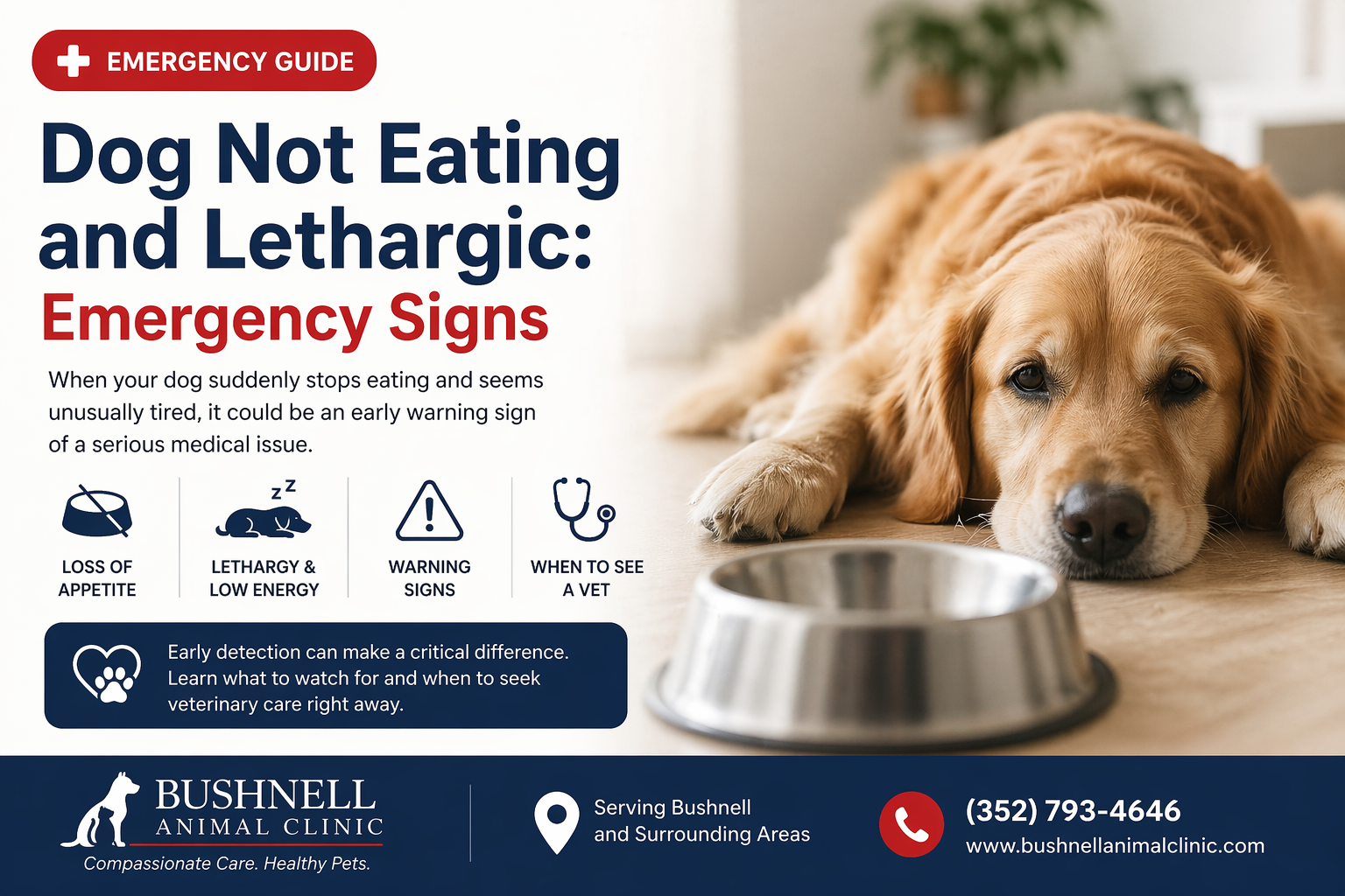 Dog Not Eating and Lethargic: What to Do and When to Seek Help