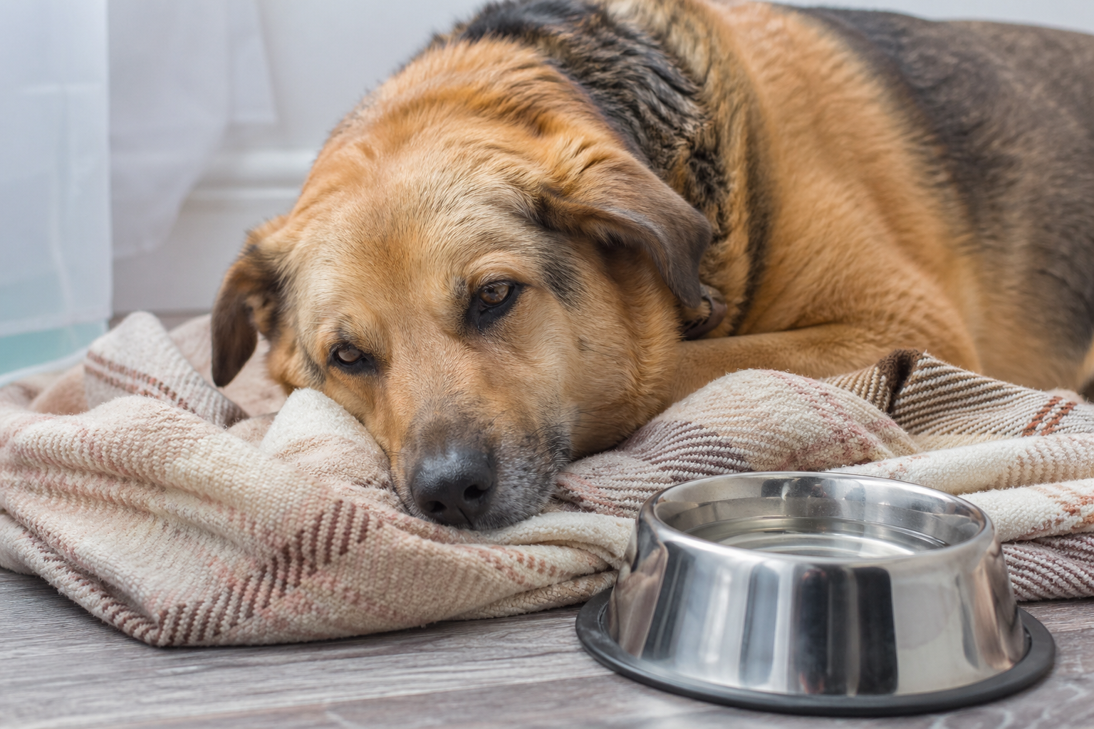  Gastroenterology: Digestive Health Care for Dogs &amp; Cats at 