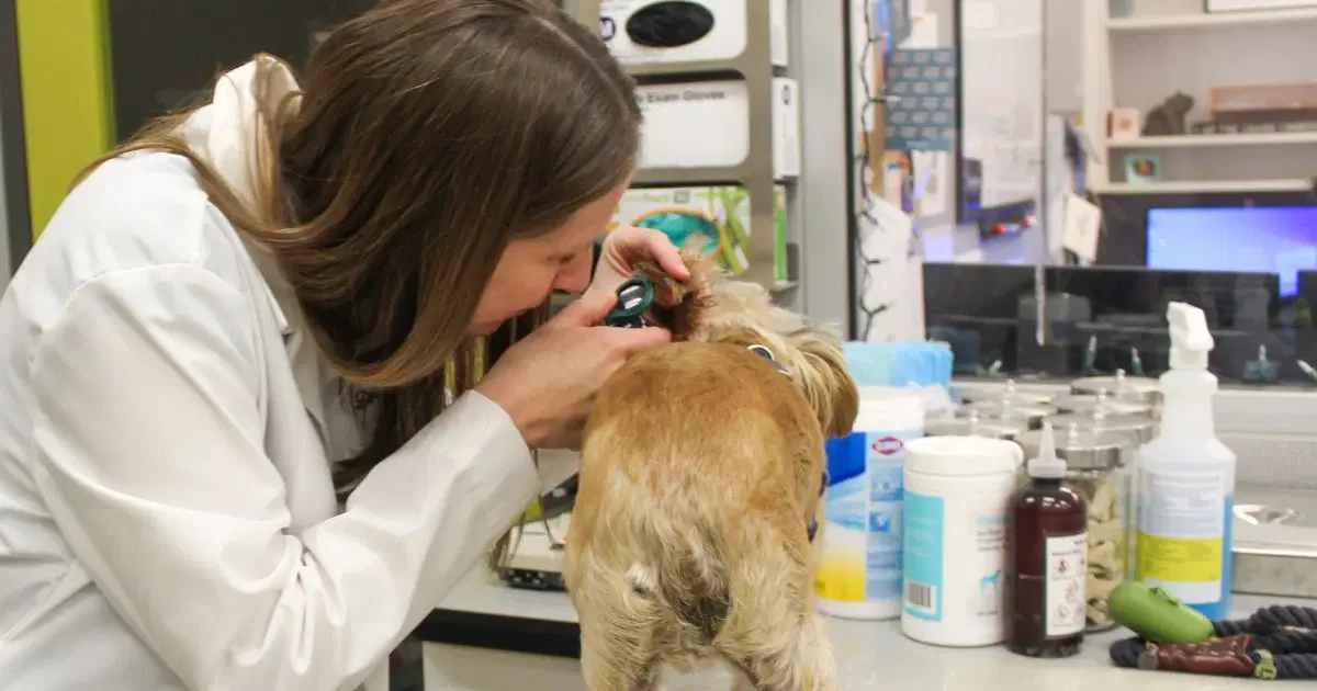Fast Answers: When Your Pet Needs an Urgent Vet Now