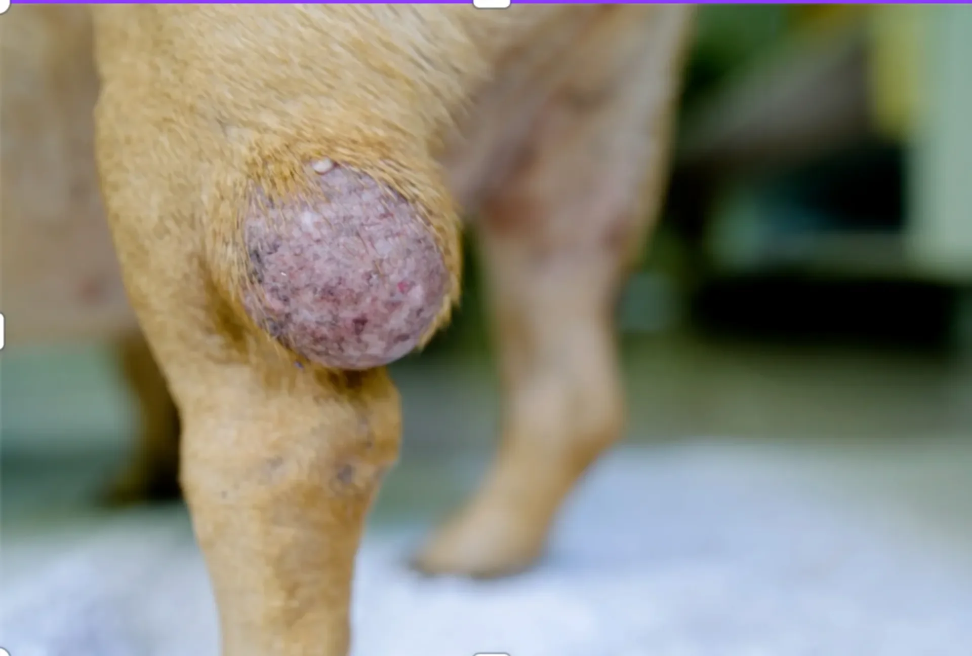Sarcoma in Dogs Life Expectancy: What Bushnell Pet Owners Need to Know