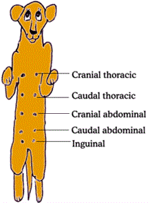 dog mammary glands