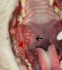 severe cat ulcerative stomatitis