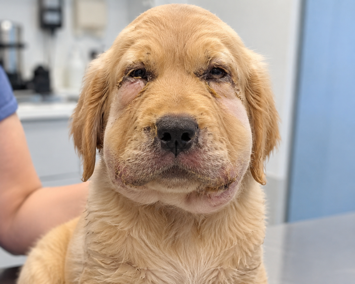 puppy with extreme facial swlling and cellulitis from puppy strangles