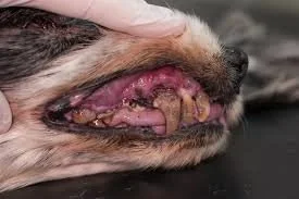 dental disease dogs dr hart