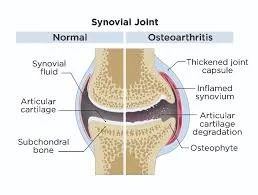 knee arthritis dog dr hart