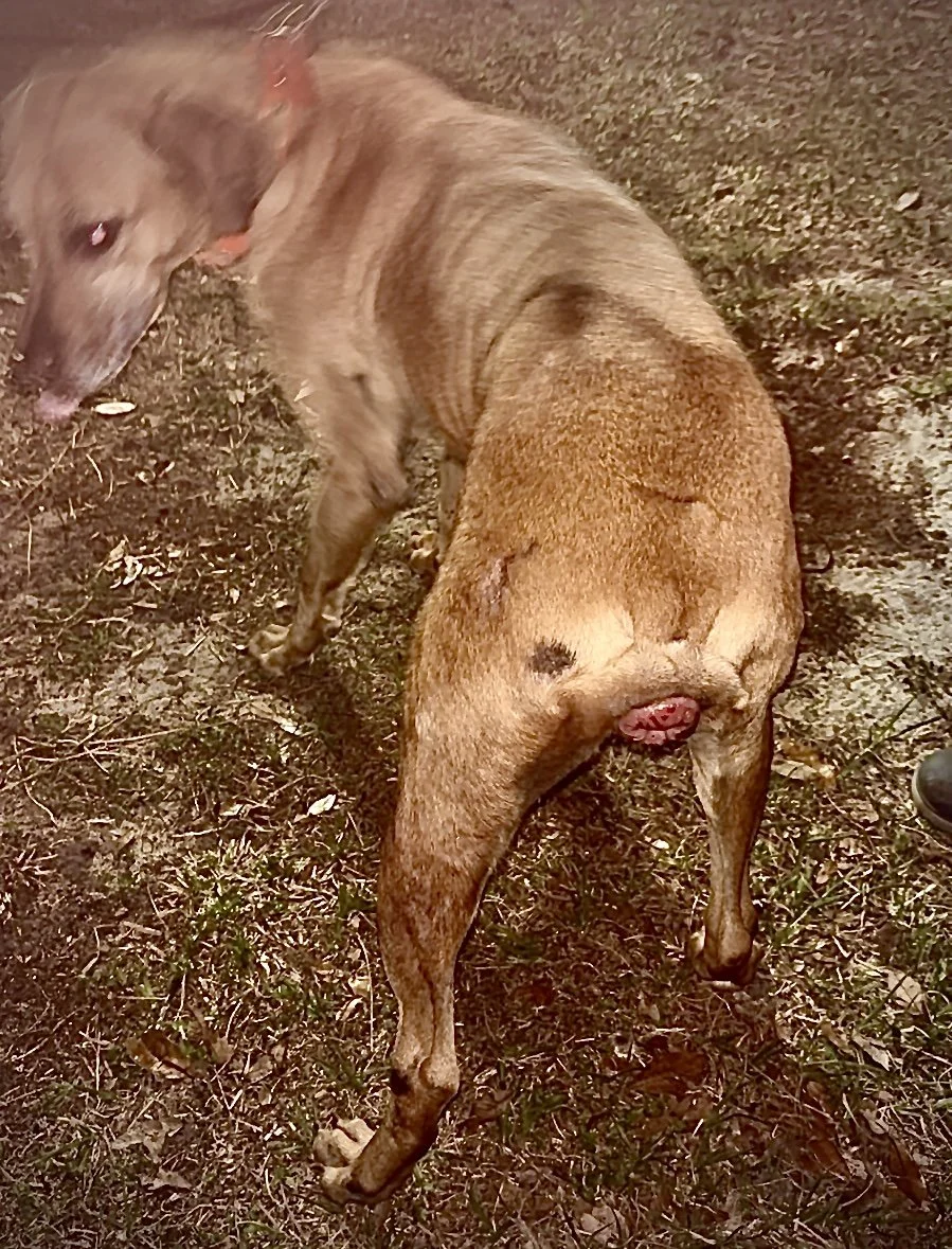 dog with vaginal prolapse