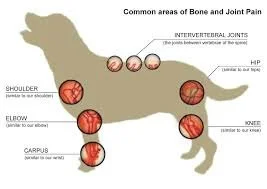 arthritis sites in dogs