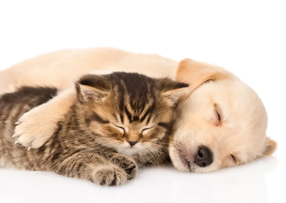 A kitten and a puppy cuddle together while sleeping on a white background.
