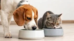 dog and cat drinking water