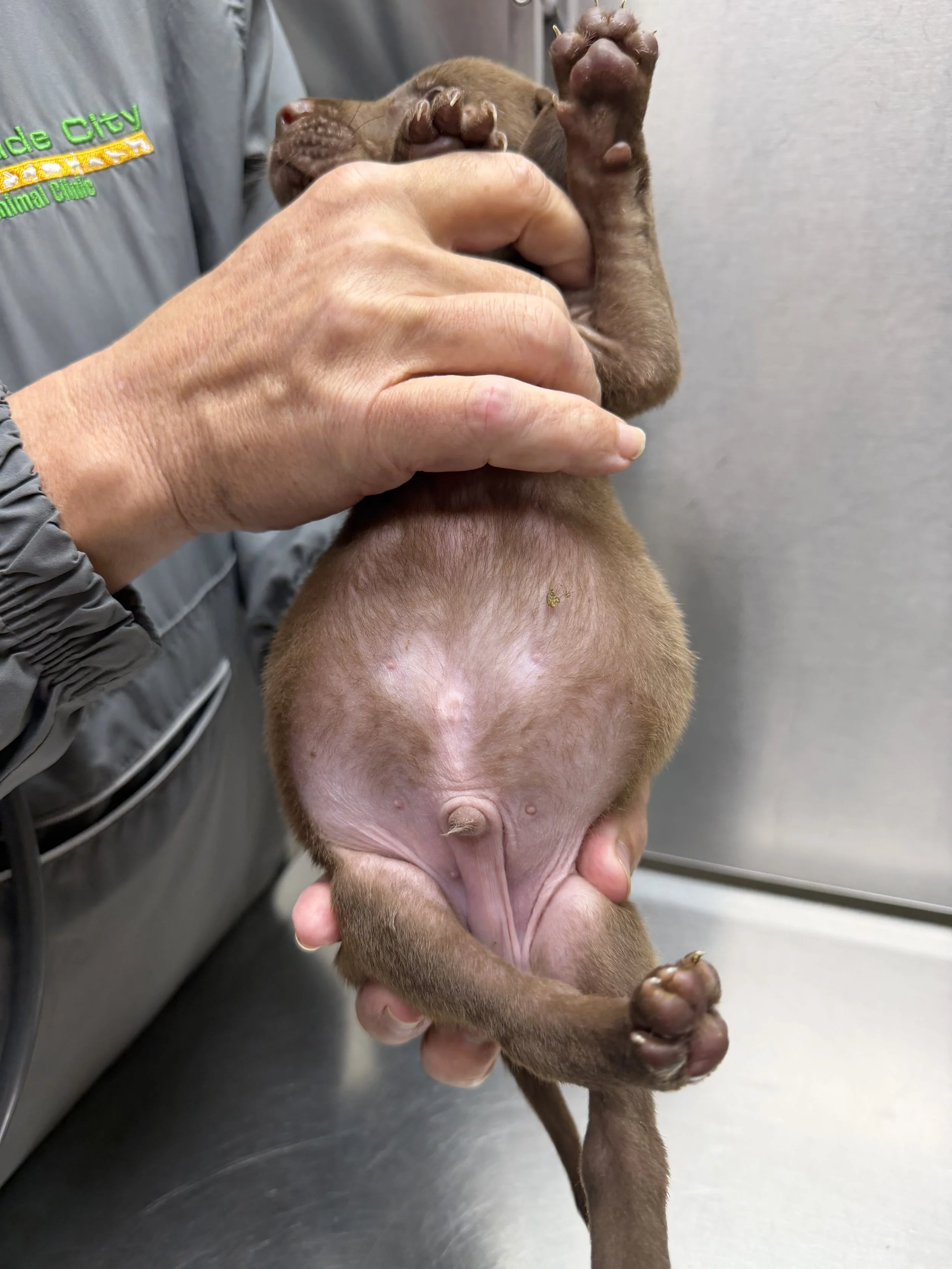 gastoenteritis parasites bushnell