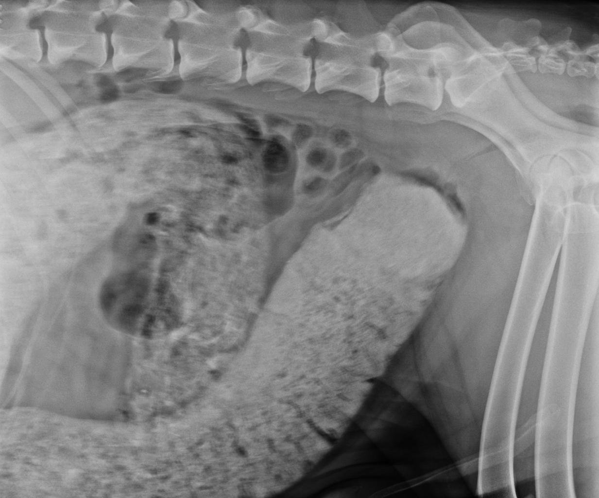 intestinibal foreign body dog