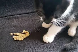 vomiting cat bushnell vet