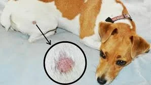 ringworm infection dr hart