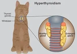 cat thyroid glands dr hart