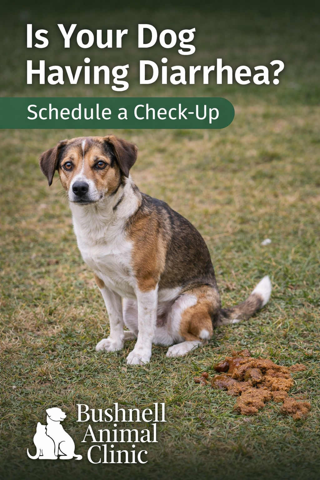 dog diarrhea bushnell animal clinic call