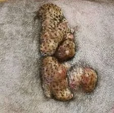 hemartoma on dog dr roger hart