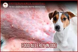 dogs inflamed abdomen