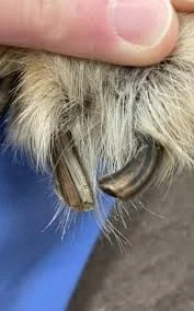 long dog nails dr hart