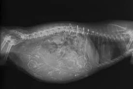 x-ray of pregagnant dog