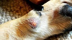 animall bite abscess