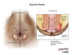 anal gland infection