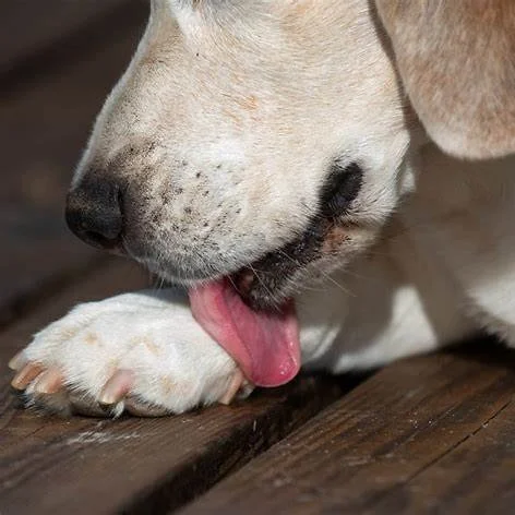 dog licking paw dr roger hart