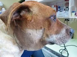 abscess on dog dr roger hart