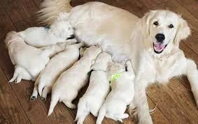 dog and her pups