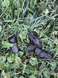 black poop dog