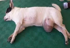 dog with hernia