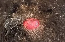 mast cell tumor on dog