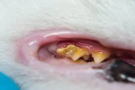 cat dental disease wildwood fl
