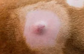 dogs skin with a lump