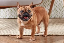 heavy panting in dog