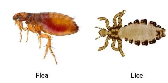 flea and lice picture