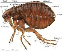 flea anatomy