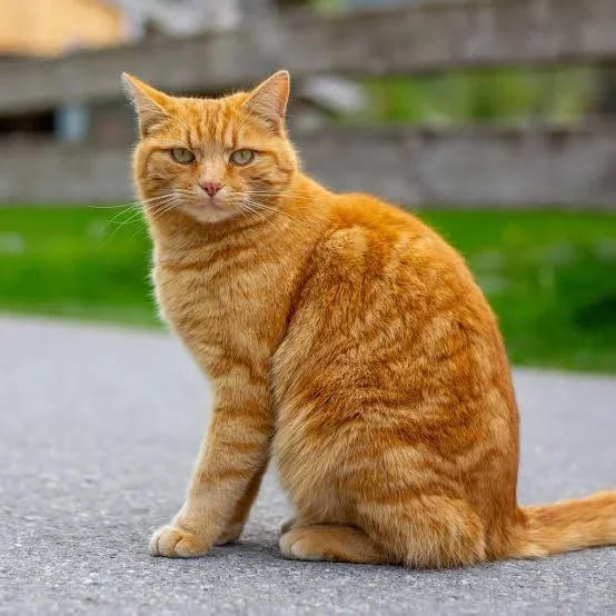 orange cat