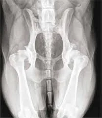 hip dysplasia dog dr hart