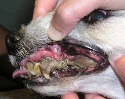 severe gingivitis and plaque dog
