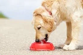 dog drinking large amount of water