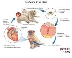 heart worm cycle