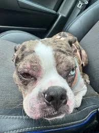 injection site reaction bushnell animal clinic