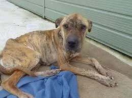 old dog no eating ridge manor fl