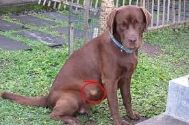 lipoma on a dog