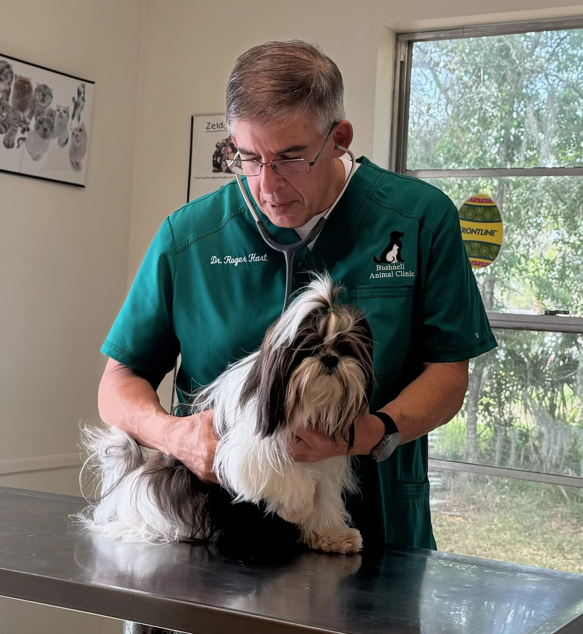 Veterinarian wearing green scrubs and glasses examining a small dog on an examination table inside a clinic. There are animal posters on the wall and a window showing trees outside.